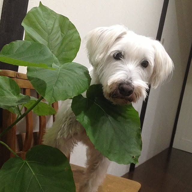 部屋全体/北欧/観葉植物/アンティーク/雑貨...などのインテリア実例 - 2015-11-07 13:36:58