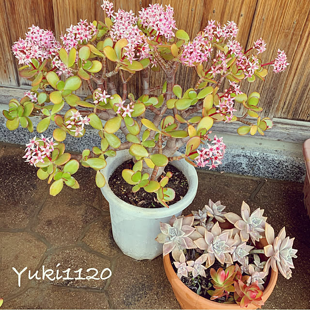 Yuki1120さんの実例写真