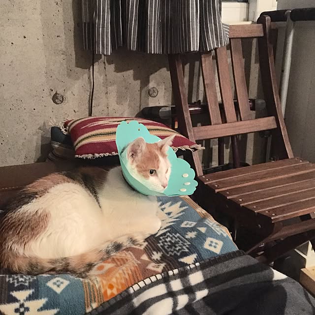 ziziguguさんの実例写真
