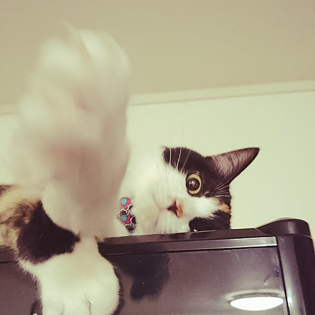 honey_beemtさんの実例写真