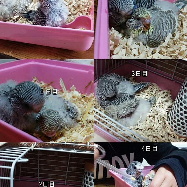 kabaoさんの実例写真