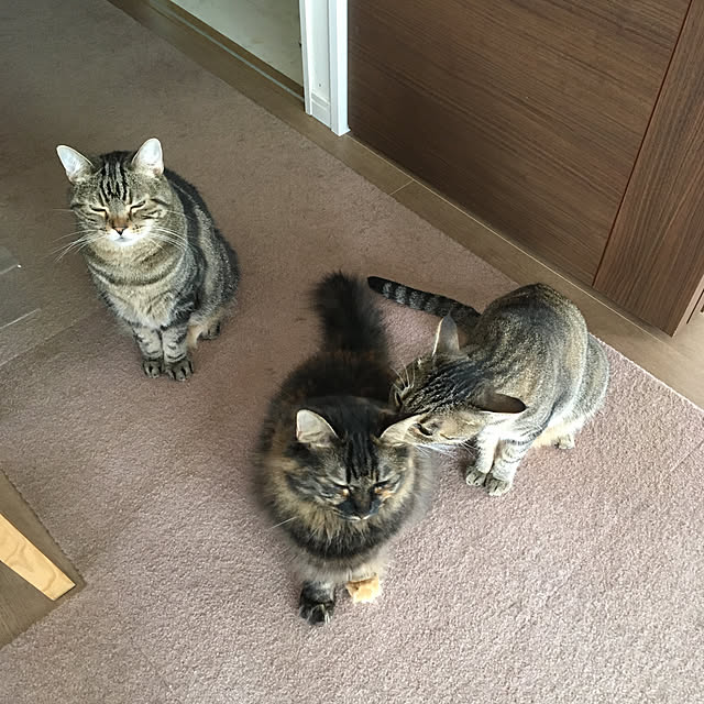 mikomaruさんの実例写真