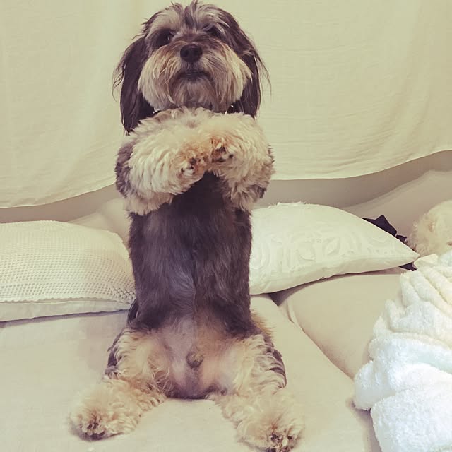 pero1pan5さんの実例写真