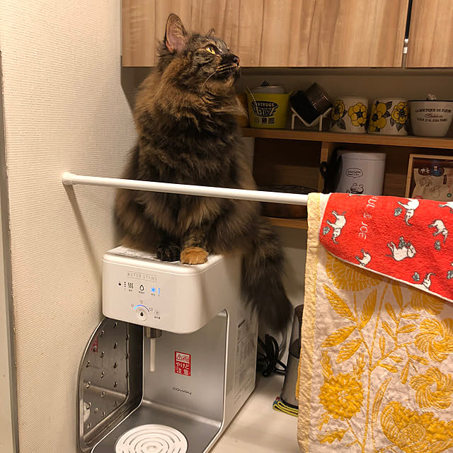 mikomaruさんの実例写真