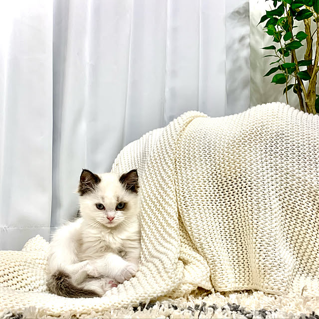 Micccaさんの実例写真