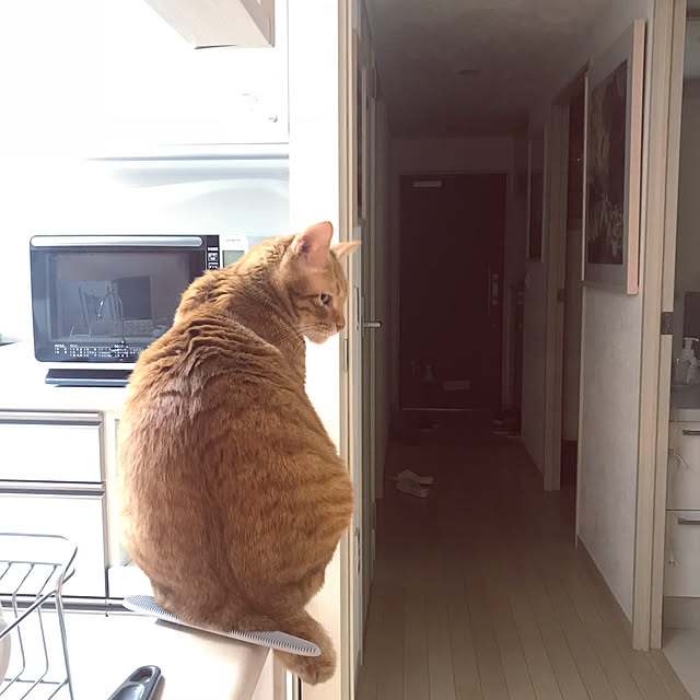 derazouさんの実例写真