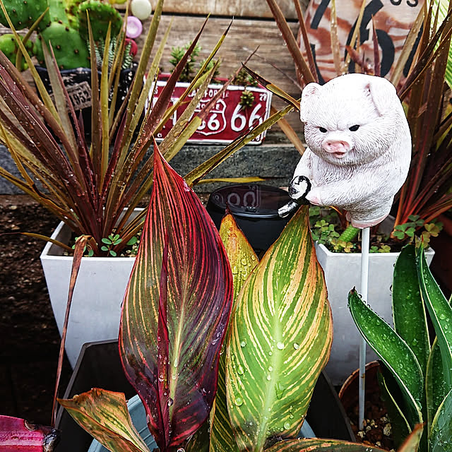 tomopiさんの実例写真
