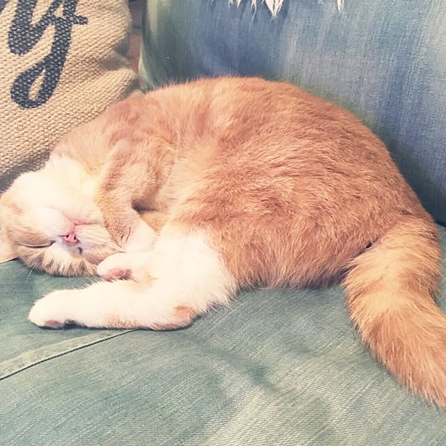 maruさんの実例写真