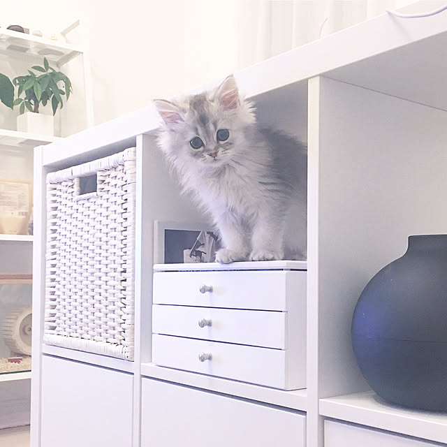 猫 カラックスのおすすめ商品とおしゃれな実例 | RoomClip 猫 カラックスのおすすめ商品とおしゃれな実例 | RoomClip
