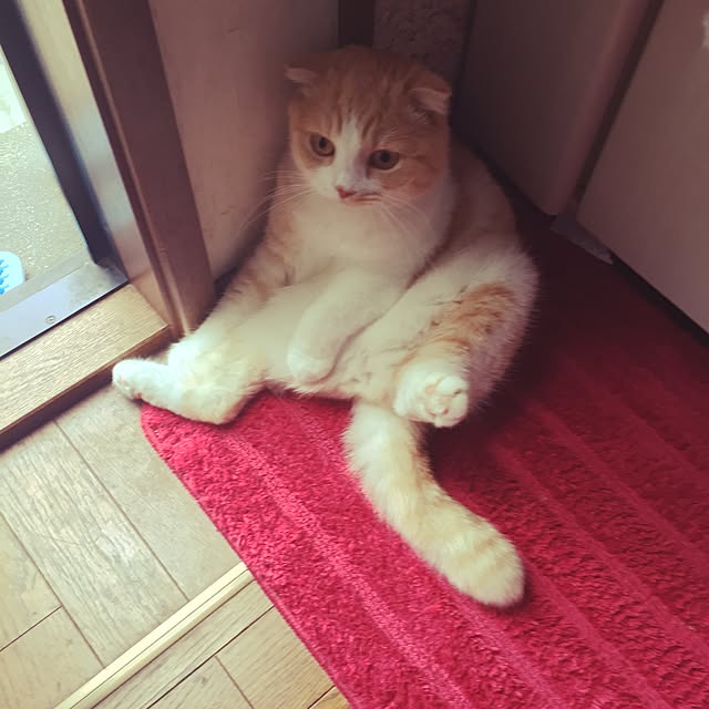 mochiさんの実例写真