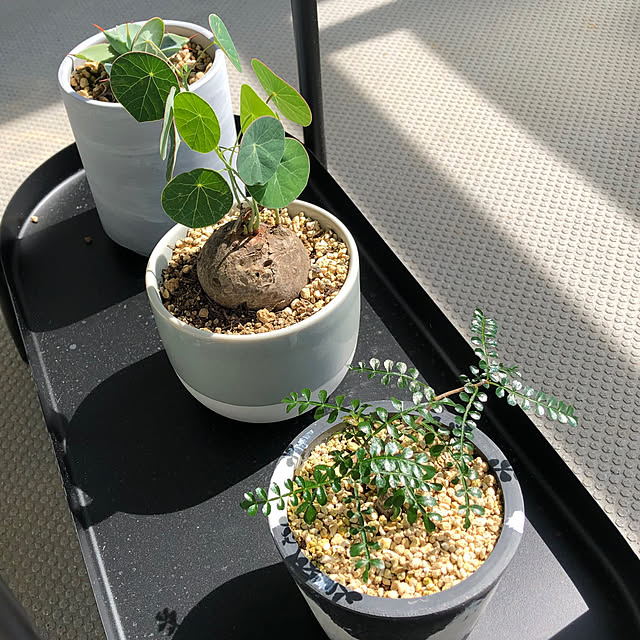 アガベ/塊根植物/観葉植物のインテリア実例 - 2024-09-11 10:26:16