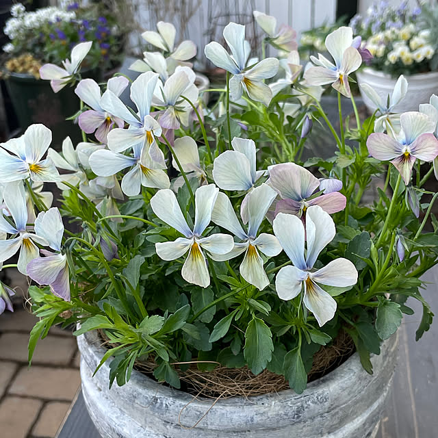 shiropenguinさんの部屋