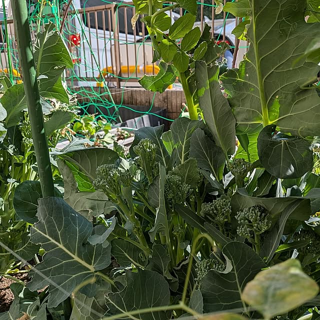 botanさんの部屋