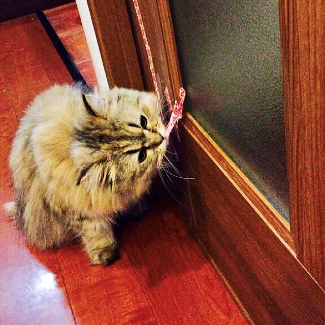 butachanさんの実例写真