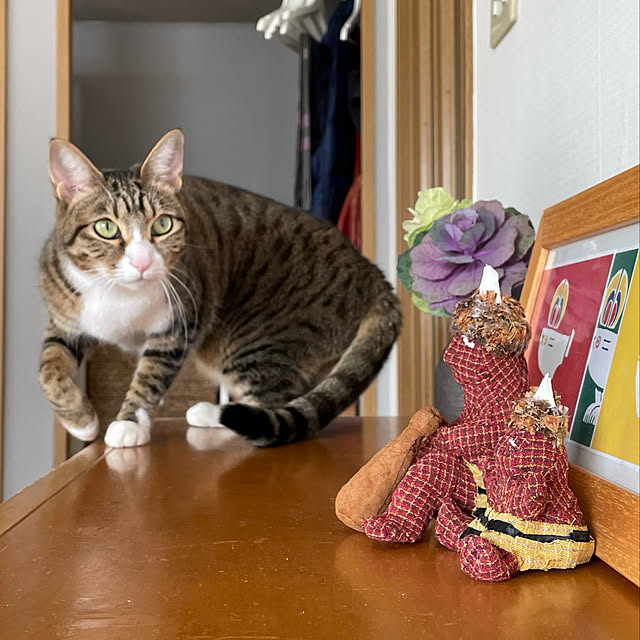 nobikoさんの実例写真