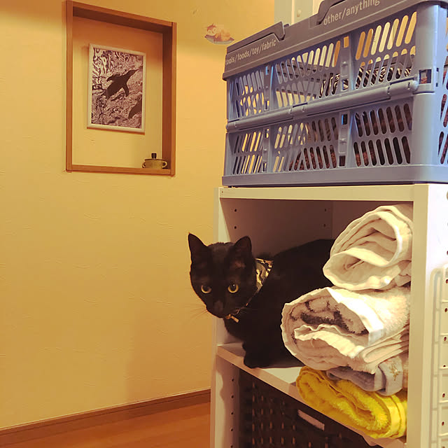 jijiさんの実例写真