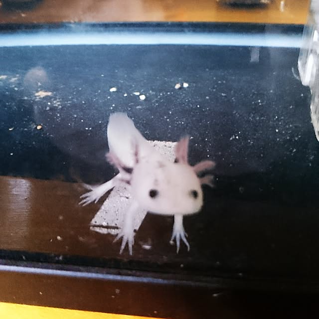 tikuwaさんの実例写真