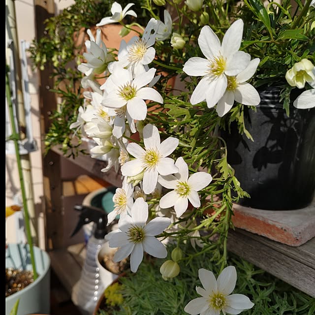naopyiさんの部屋