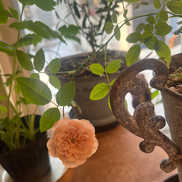 rinrinさんの実例写真