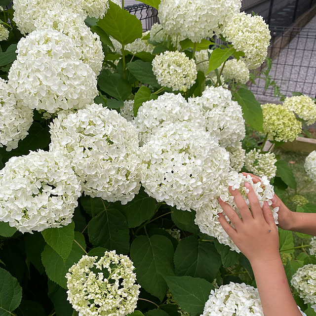 joyさんの実例写真