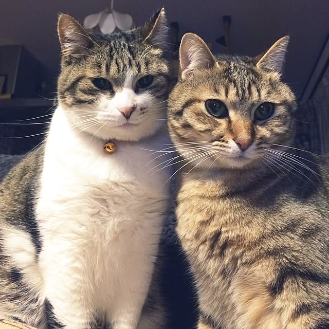 annさんの実例写真