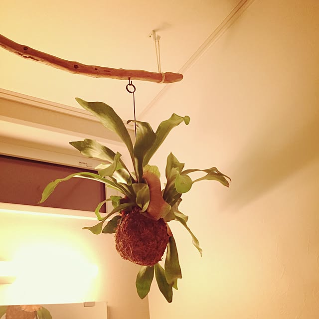 minomonさんの実例写真