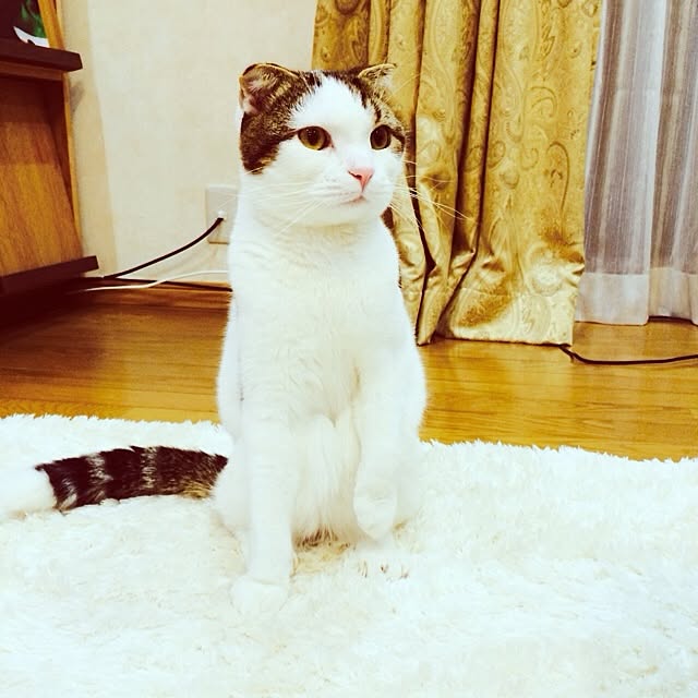 paletoneさんの実例写真