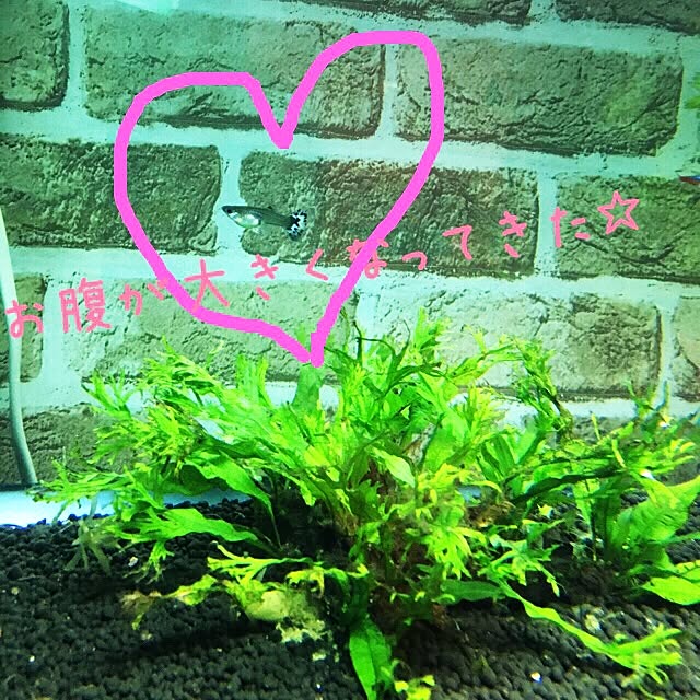 玄関/入り口/熱帯魚☆/水槽のインテリア実例 - 2016-05-02 01:00:05