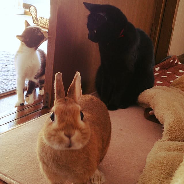 kuuaさんの実例写真