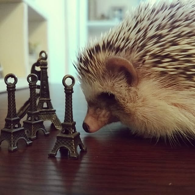 kuruさんの実例写真
