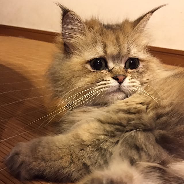 butachanさんの実例写真