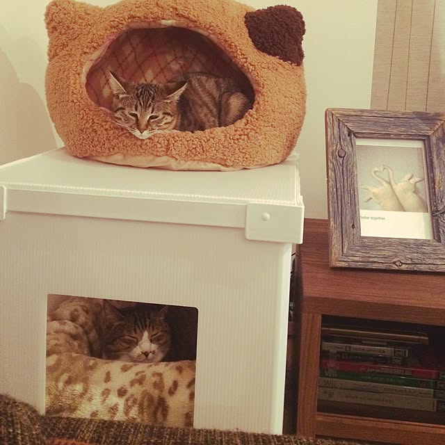 ayapiiiiceさんの実例写真