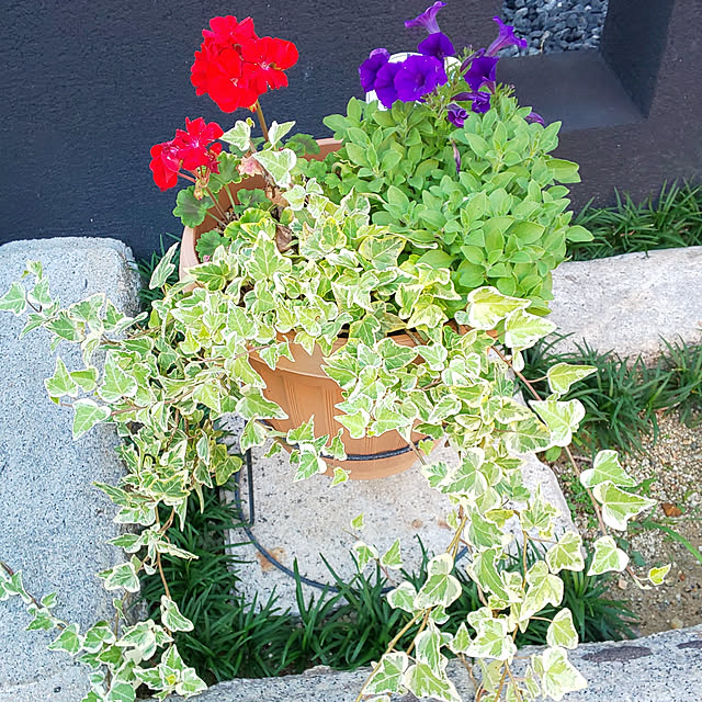 violetさんの実例写真