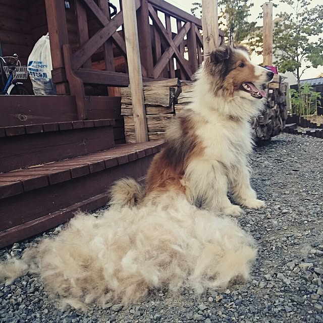 pilialohaさんの実例写真