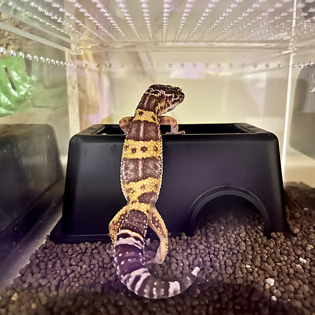 sasasanosasukekunさんの実例写真
