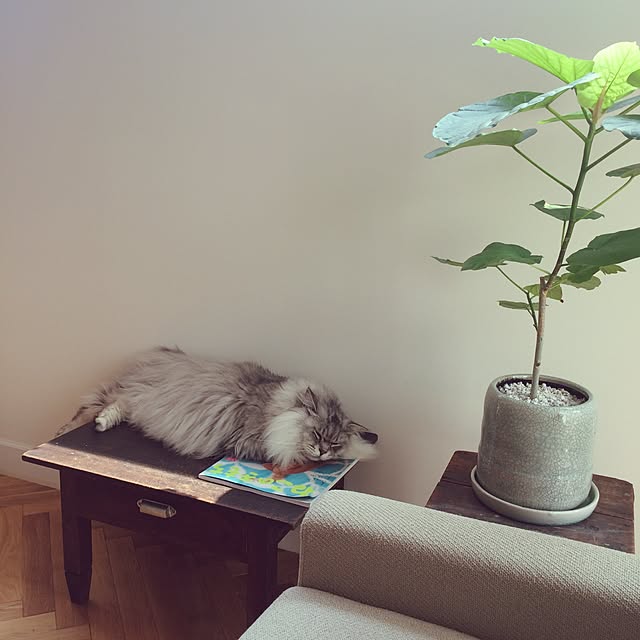 defeemiさんの実例写真