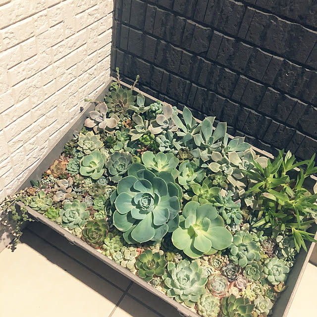 yuyuさんの実例写真