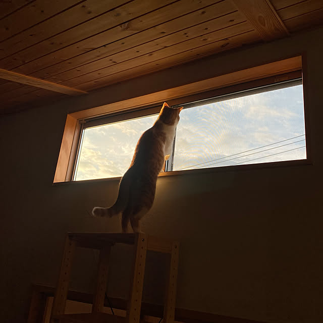 senbei.sakuramochiさんの実例写真