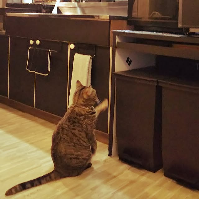 runaさんの実例写真