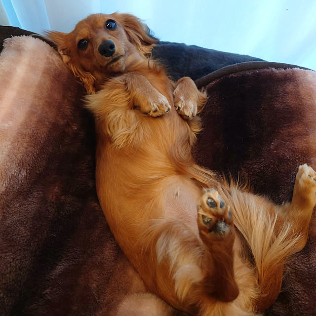 ponchanさんの実例写真