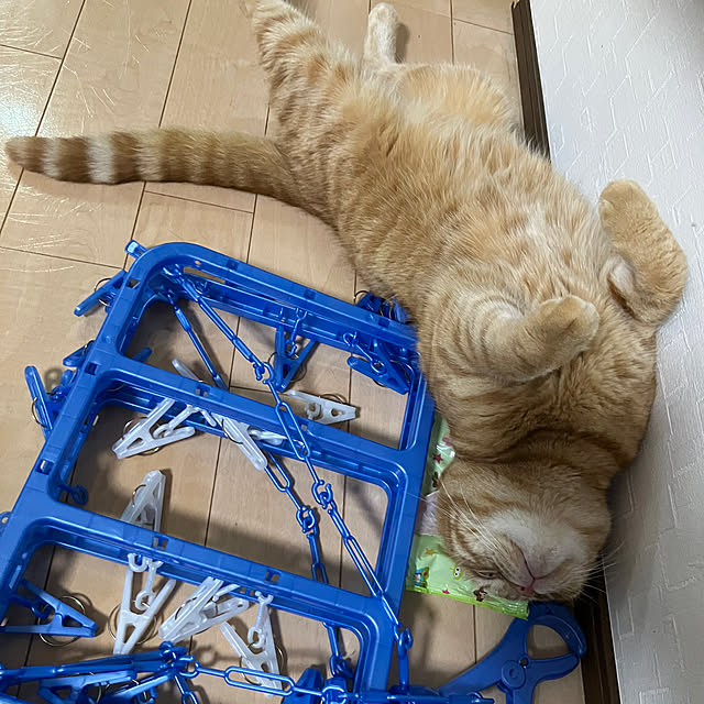 nekoさんの部屋