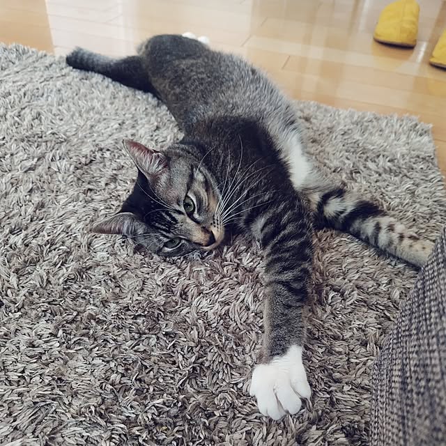 maimaiさんの実例写真