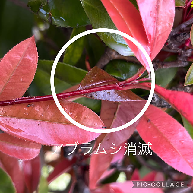 yukarin-gardenさんの部屋