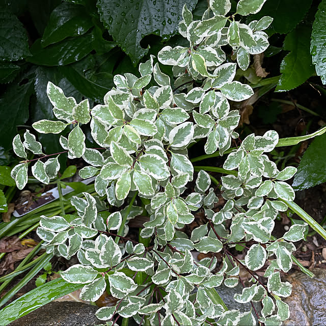 ronronさんの実例写真