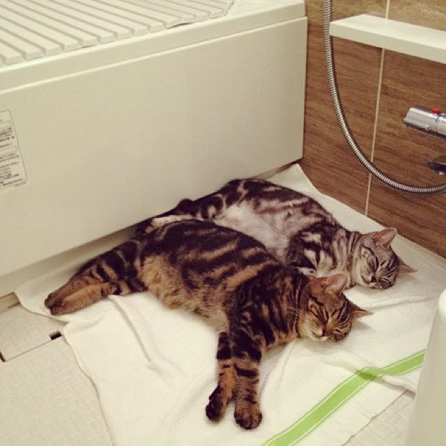 mikomaruさんの実例写真