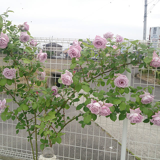 AYUKOさんの実例写真