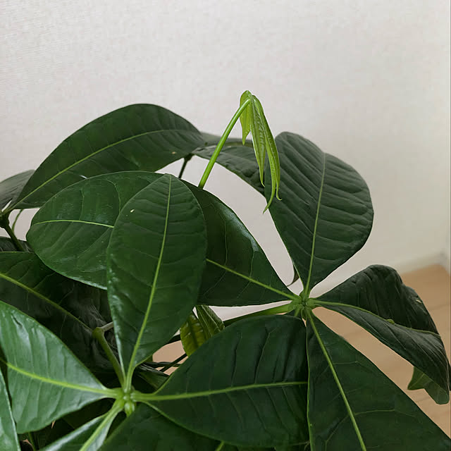 tnkさんの実例写真