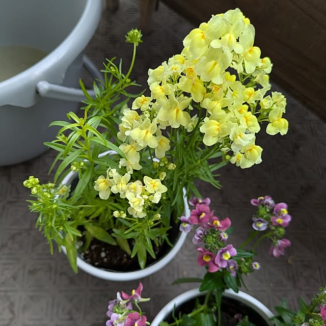 mi-saさんの部屋