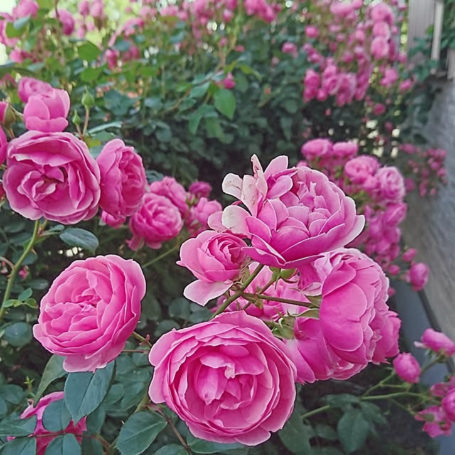 AZさんの実例写真