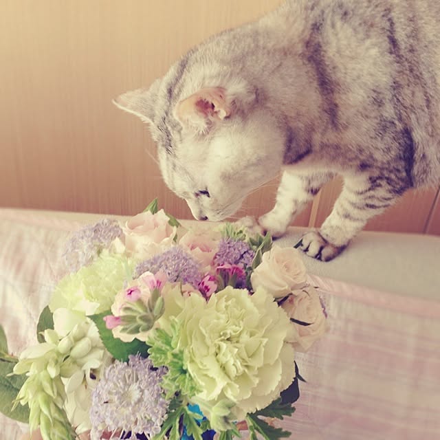 Yukiさんの実例写真